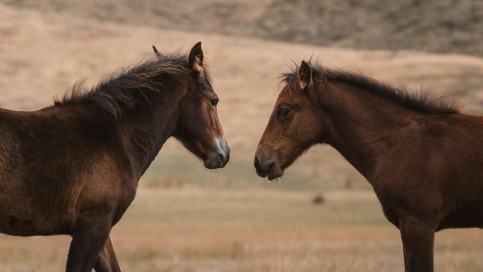 Paseos a caballo en Sierra Nevada.