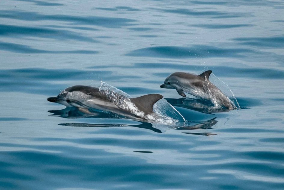 dolphin watching Marbella