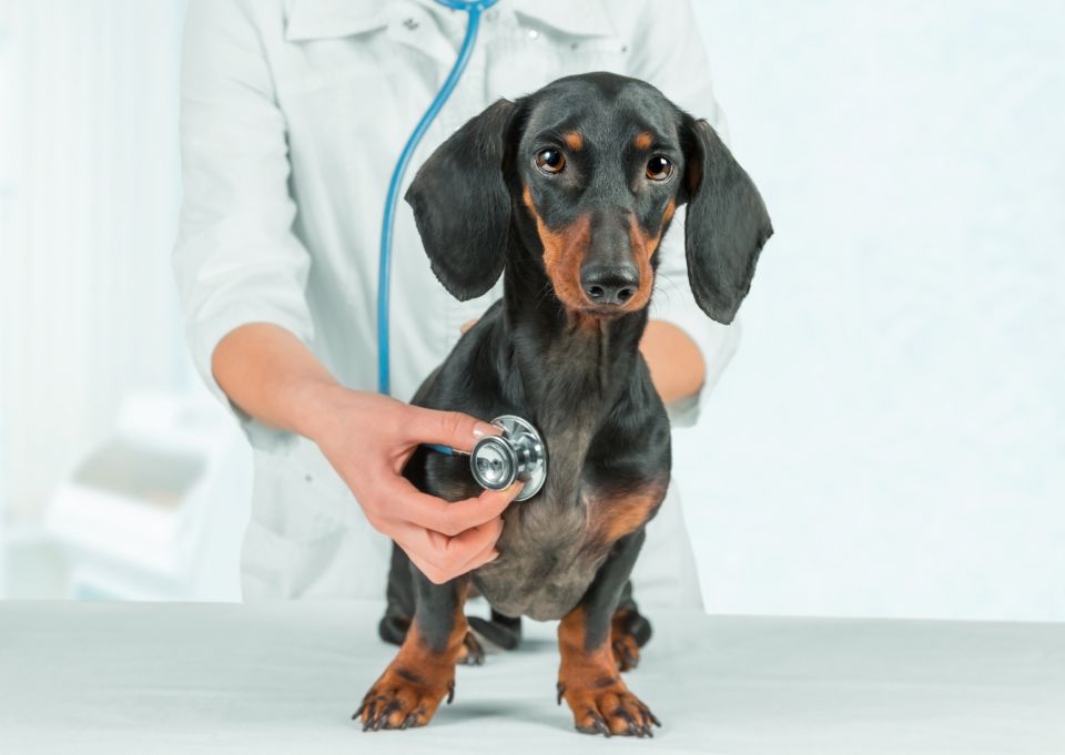 Veterinarios en Sotogrande