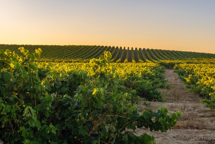 top vineyards in Marbella