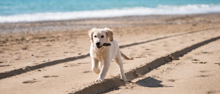Pet Friendly Marbella – Complete Guide to Living with Pets on the Costa del Sol