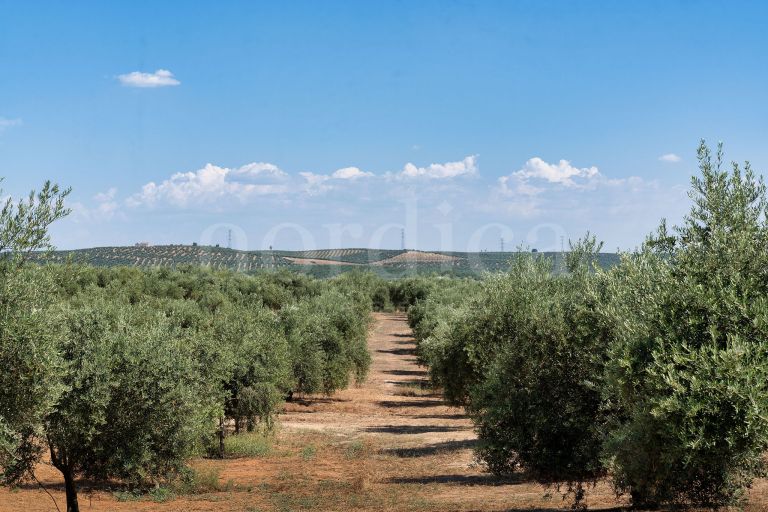 La Aragonesa – An Authentic Andalusian Estate with History and Character