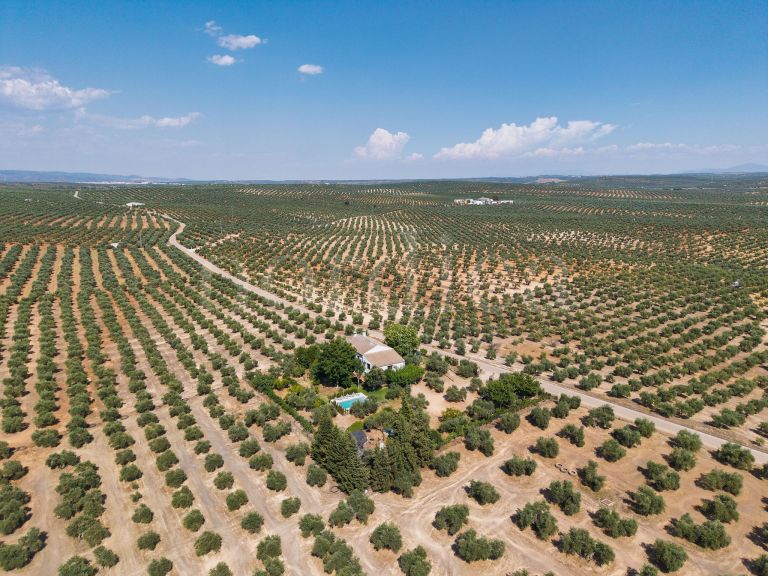 La Aragonesa – An Authentic Andalusian Estate with History and Character