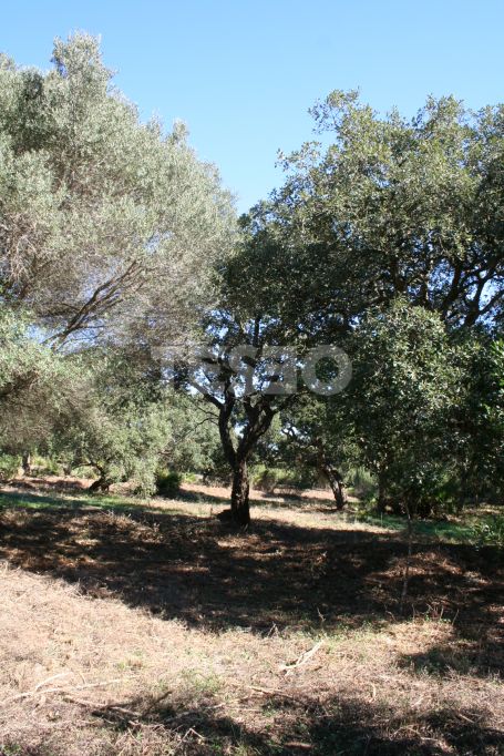 Double parcelle orientée plein sud à Los Altos de Valderrama, Sotogrande Alto