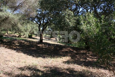 Double parcelle orientée plein sud à Los Altos de Valderrama, Sotogrande Alto