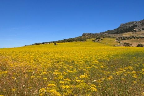 Sierra de las nieves