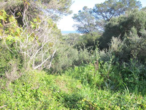 Well connected plot near Sotogrande International School, Upper Sotogrande, Zona D.