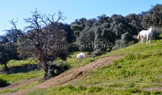 Livestock pasture with farmhouse and stud farm