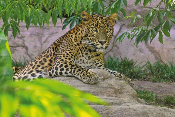 Bioparc Fuengirola